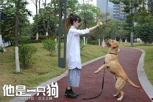他是一只狗,探寻一只狗的温馨故事